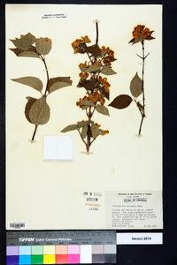 Philadelphus hirsutus image