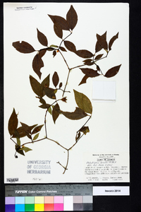 Philadelphus hirsutus image