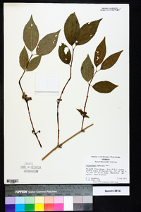 Philadelphus hirsutus image