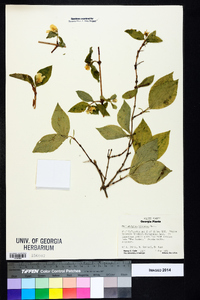 Philadelphus hirsutus image