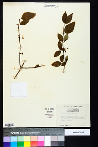 Philadelphus hirsutus image