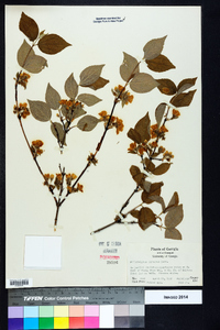 Philadelphus hirsutus image