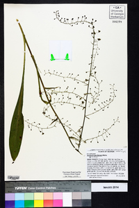 Veratrum parviflorum image