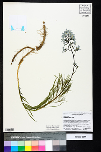 Amsonia ciliata image