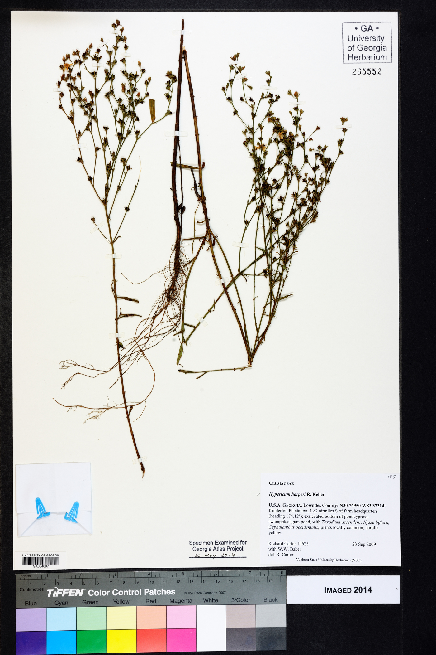 Hypericum harperi image