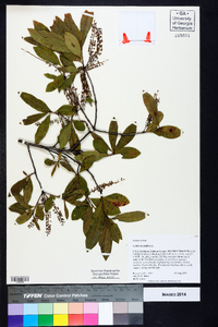 Cyrilla racemiflora image