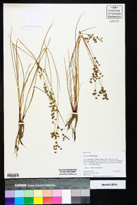 Juncus elliottii image