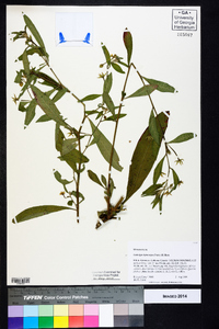 Ludwigia leptocarpa image