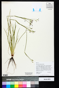 Sisyrinchium atlanticum image