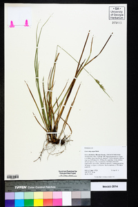 Carex dasycarpa image