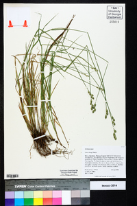 Carex longii image