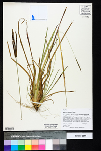 Eustachys floridana image