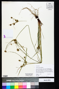 Cyperus retrorsus image