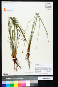 Eleocharis tricostata image