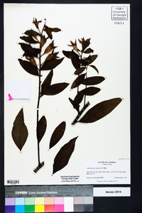 Ludwigia peruviana image