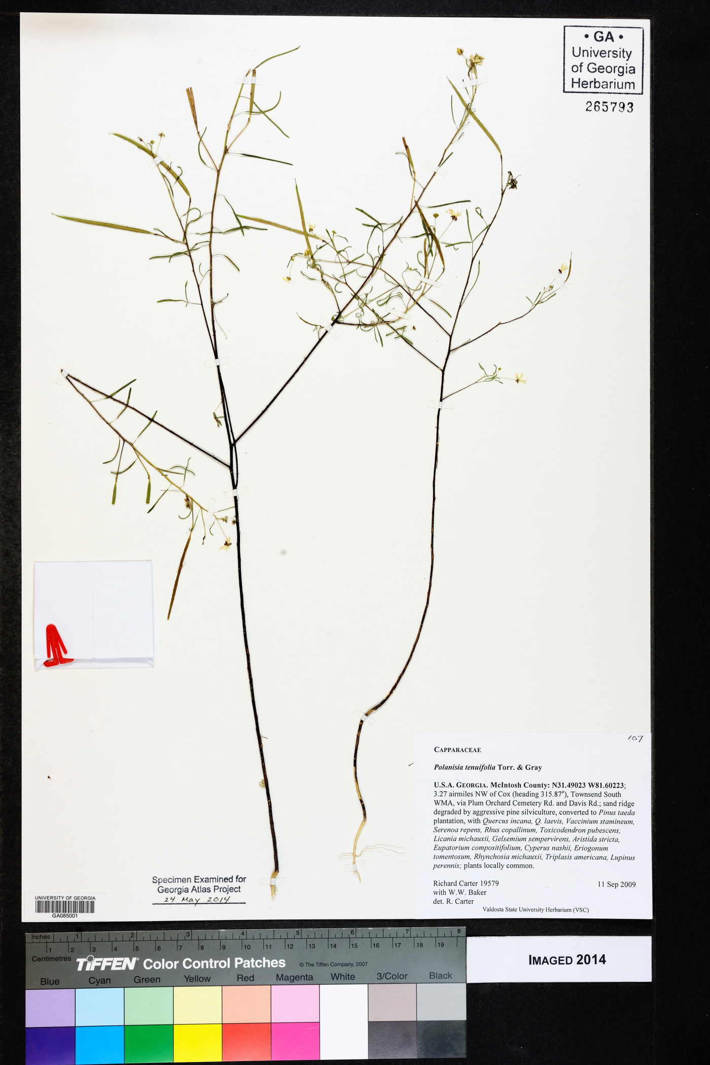Polanisia tenuifolia image