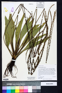 Plantago sparsiflora image