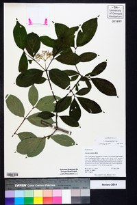 Cornus stricta image