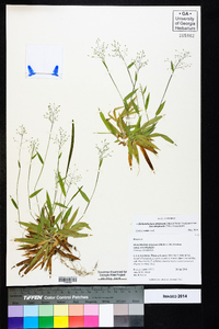 Dichanthelium strigosum image