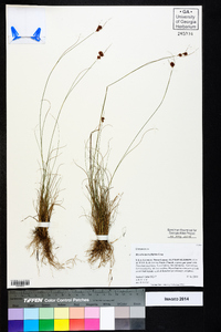 Rhynchospora filifolia image