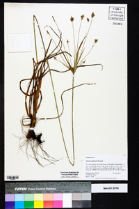 Cyperus plukenetii image