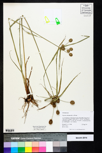 Cyperus echinatus image