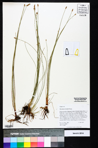 Eleocharis tricostata image