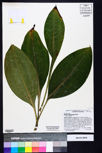 Veratrum parviflorum image