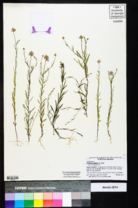 Polygala curtissii image