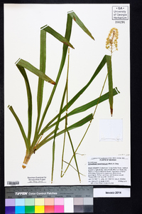 Amianthium muscitoxicum image