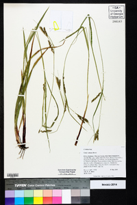 Carex venusta image