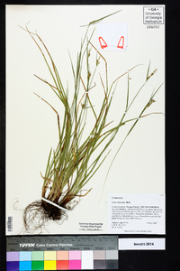 Carex dasycarpa image