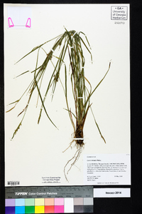 Carex striatula image