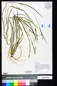 Carex striatula image