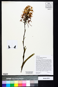 Platanthera blephariglottis var. conspicua image