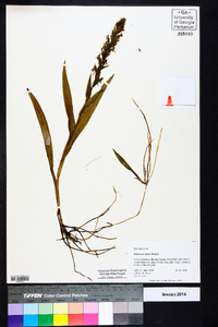 Habenaria repens image