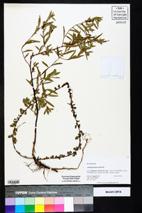 Ludwigia sphaerocarpa image