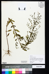 Trichostema dichotomum image