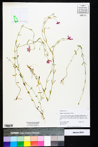 Sabatia campanulata image