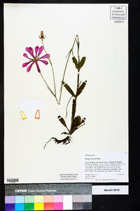 Sabatia bartramii image