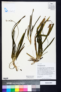 Sagittaria filiformis image