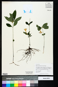 Ruellia caroliniensis image