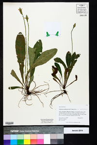 Elytraria caroliniensis var. caroliniensis image
