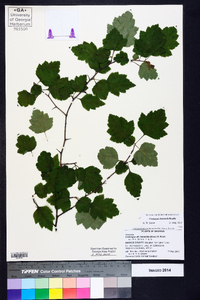 Crataegus iracunda image