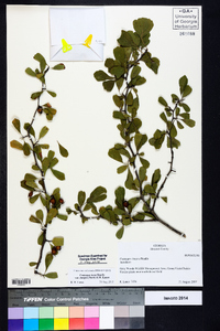 Crataegus lassa var. integra image