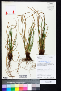 Carex reznicekii image