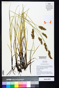 Carex oklahomensis image