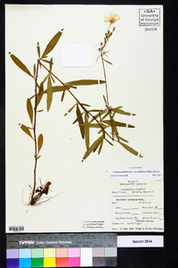 Oenothera fruticosa subsp. fruticosa image