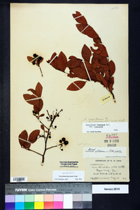 Vaccinium fuscatum image