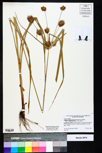 Cyperus lancastriensis image